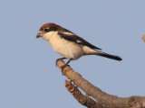 22 februari, Gambia - Roodkopklauwier (Woodchat Shrike)