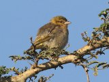 23 februari, Gambia - Dwergmaskerwever (Little Weaver)