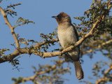 23 februari, Gambia - Grauwe buulbuul (Garden Bulbul)