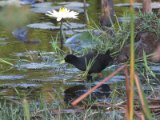 23 februari, Gambia - Zwart porseleinhoen (Black Crake)