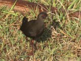 23 februari, Gambia - Zwart porseleinhoen (Black Crake)