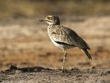 23 februari, Gambia - Senegalese griel (Senegal Thick-knee)