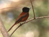 23 februari, Gambia - Roodbuikparadijsmonarch (Black-headed Paradise-Flycatcher)