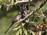 23 februari, Gambia - Grijze tok (African Grey Hornbill)