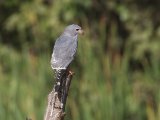 23 februari, Gambia - Hagedisbuizerd (Lizard Buzzard)