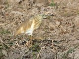 23 februari Gambia - Ralreiger (Squacco Heron)