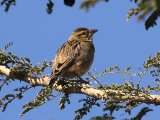 23 februari, Gambia - Roodvoorhoofdwever (Black-winged Bishop)