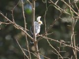 23 februari, Gambia - Helmklauwier (White Helmetshrike)