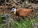 23 februari, Gambia - Lelieloper (African Jacana)