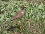 23 februari, Gambia - Lelkievit (Wattled Lapwing)