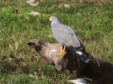 23 februari, Gambia -  Kaalkopkiekendief (African Harrier-Hawk)