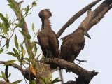 24 februari, Gambia - Hamerkop