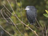 23 februari, Gambia - Westelijke rifreiger (Western Reef-Egret)