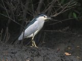 24 februari, Gambia - Kwak (Black-crowned Night-Heron)