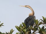 23 februari, Gambia - Afrikaanse slangenhalsvogel (African Darter)