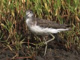 24 februari, Gambia - Groenpootruiter (Common Greenshank)