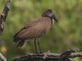 24 februari, Gambia - Hamerkop