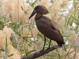 24 februari, Gambia - Hamerkop