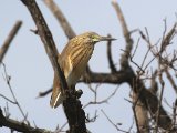 24 februari, Gambia - Ralreiger (Squacco Heron)