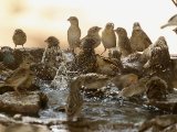 24 februari, Gambia - Roodbekwever (Red-billed Quelea)