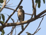 23 februari, Gambia - Shikra