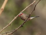 24 februari, Gambia - Napoleonnetje (Black-rumped Waxbill)