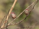 24 februari, Gambia - Napoleonnetje (Black-rumped Waxbill)