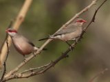 24 februari, Gambia - Napoleonnetje (Black-rumped Waxbill)