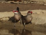 24 februari, Gambia - Napoleonnetje (Black-rumped Waxbill)