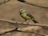 24 februari, Gambia - Mozambiquesijs (Yellow-fronted Canary)