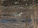 24 februari, Gambia - Bronsvleugelrenvogel (Bronze-winged Courser)