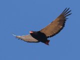 24 februari, Gambia - Bateleur