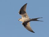 24 februari, Senegal - Afrikaanse zwaluwstaartwouw (African Swallow-tailed Kite)