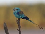 26 februari, Senegal - Sahelscharrelaar (Abyssinian Roller)