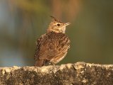 26 februari, Senegal - Kuifleeuwerik (Crested Lark)