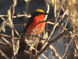 26 februari, Senegal - Goudkapfiskaal (Yellow-crowned Gonolek)