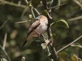 26 februari, Senegal - Zilverbekje (African Silverbill)