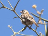 26 februari, Senegal - Schubkopwever (Speckle-fronted Weaver)