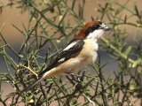 26 februari, Senegal - Roodkopklauwier (Woodchat Shrike)