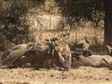 26 februari, Senegal - Vale gier (Eurasian Griffon) en Rüppells Gier (Rueppell's Griffon)