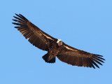 26 februari, Senegal - Rüppells Gier (Rueppell's Griffon)