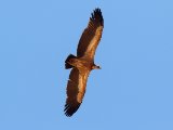 26 februari, Senegal - Vale gier (Eurasian Griffon)