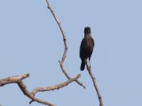 26 februari, Senegal - Zwarte miertapuit (Sooty Chat)