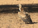 26 februari, Senegal - Vale gier (Eurasian Griffon)