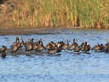 27 februari, Senegal - Witwangfluiteend (White-faced Whistling-Duck)