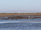 27 februari, Senegal - Witwangfluiteend (White-faced Whistling-Duck)