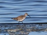 27 februari, Senegal - Krombekstrandloper (Curlew Sandpiper)