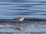 27 februari, Senegal - Kleine strandloper (Little Stint)