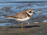 27 februari, Senegal - Bontbekplevier (Common Ringed Plover)