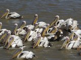 27 februari, Senegal - Roze pelikaan (White Pelican)